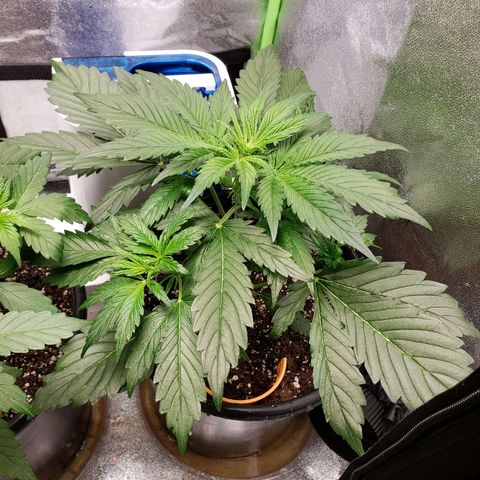 Tangerine Dream growlog timeline photo