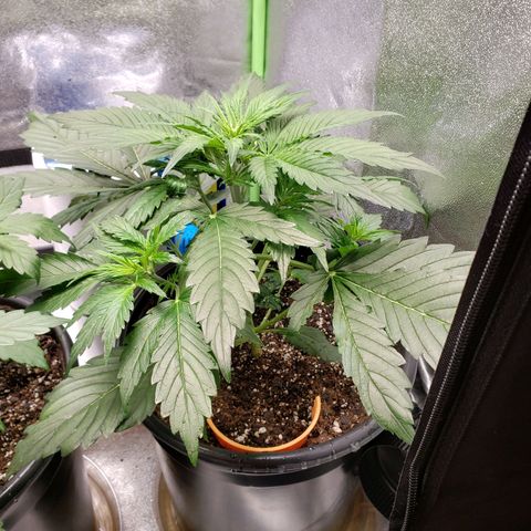 Tangerine Dream growlog timeline photo