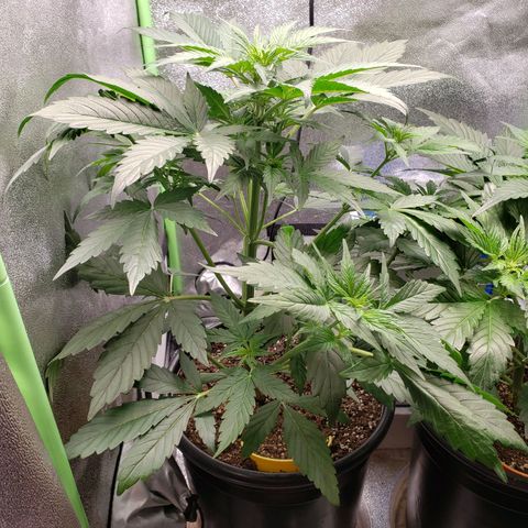 Banana Kush growlog timeline photo