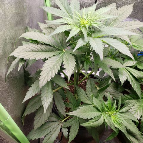 Banana Kush growlog timeline photo