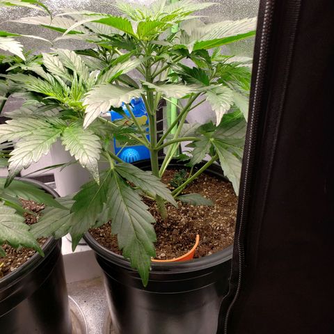 Tangerine Dream growlog timeline photo