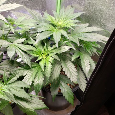 Tangerine Dream growlog timeline photo
