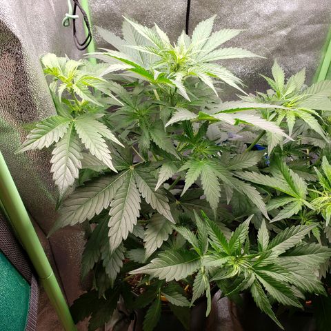 Banana Kush growlog photo: Banana Kush getting pretty big.. running out of headroom for the light