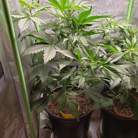 Banana Kush growlog photo: Banana Kush getting pretty big.. running out of headroom for the light