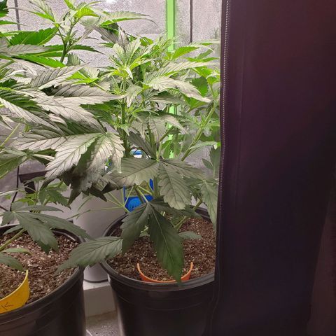 Tangerine Dream growlog photo: Some slight discoloration at the end of newer leaf tips