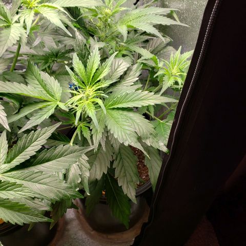 Tangerine Dream growlog photo: Some slight discoloration at the end of newer leaf tips