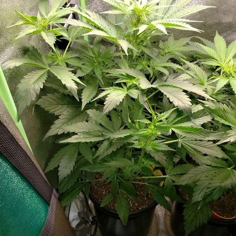 Banana Kush growlog photo: Officially too big for the 2x2x4 tent it is in.. have a new tent coming