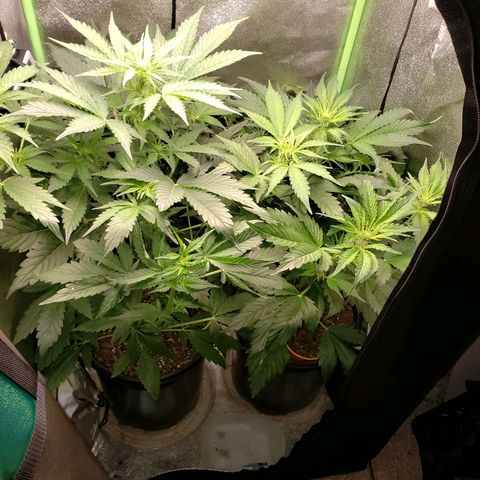 Tangerine Dream growlog photo: Officially too big for the 2x2x4 tent it is in. New tent coming.