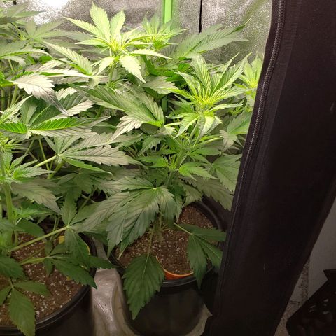Tangerine Dream growlog photo: Officially too big for the 2x2x4 tent it is in. New tent coming.
