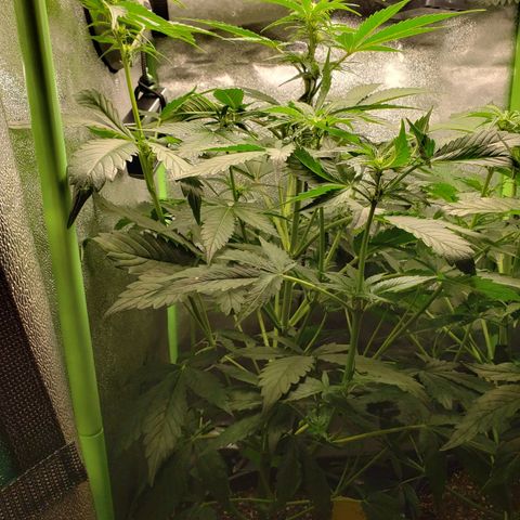 Banana Kush growlog photo: Raised light by an inch.. no more room to lift it. Light is still about 6 inches away from top of canopy. 