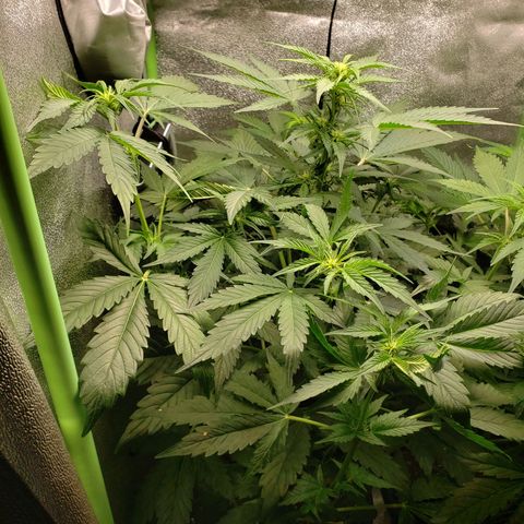 Banana Kush growlog photo: Raised light by an inch.. no more room to lift it. Light is still about 6 inches away from top of canopy. 