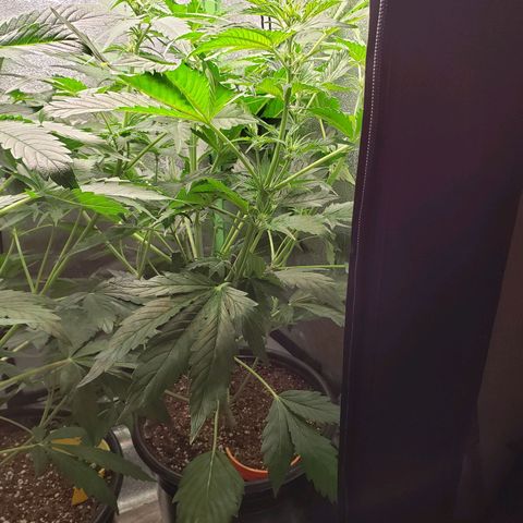 Tangerine Dream growlog photo: Raised light by about an inch, maybe 2. Light still about 6 inches from canopy. Waiting on new tent.