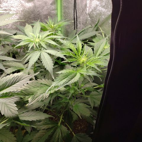 Tangerine Dream growlog photo: Raised light by about an inch, maybe 2. Light still about 6 inches from canopy. Waiting on new tent.