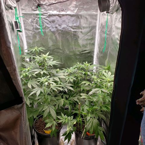Banana Kush growlog timeline photo