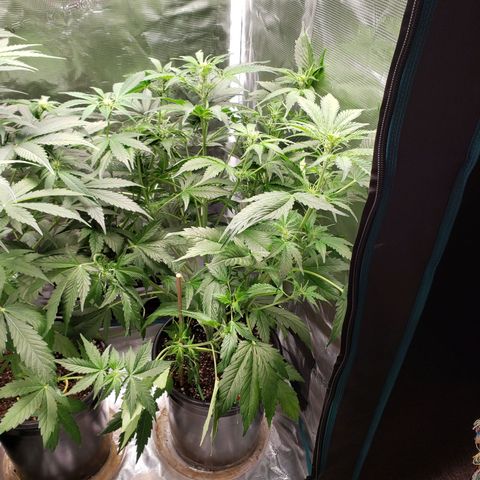 Tangerine Dream growlog timeline photo