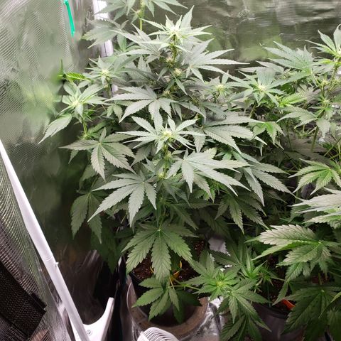 Banana Kush growlog timeline photo