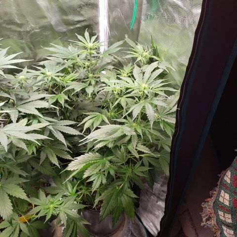 Tangerine Dream growlog timeline photo