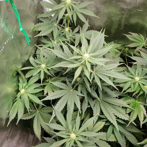 Banana Kush growlog timeline photo