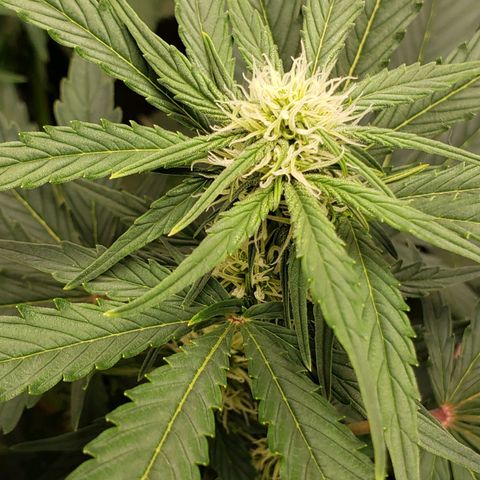 Banana Kush growlog timeline photo