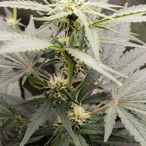 Banana Kush growlog timeline photo