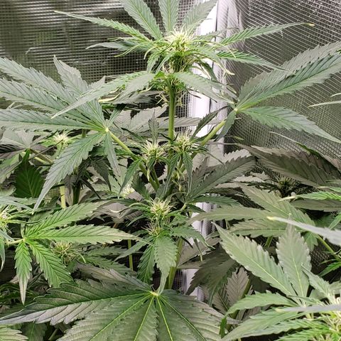 Tangerine Dream growlog photo: Low RH symptoms 