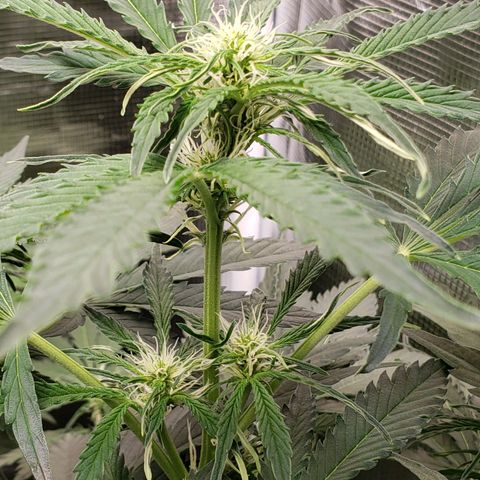 Tangerine Dream growlog photo: Low RH symptoms 