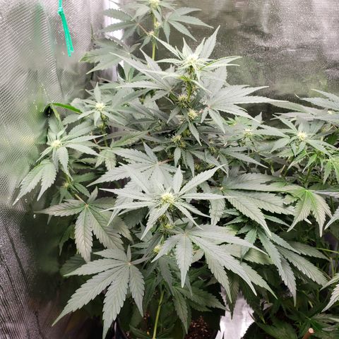 Banana Kush growlog timeline photo