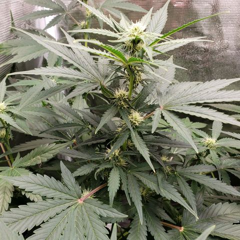 Banana Kush growlog timeline photo