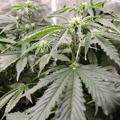 Tangerine Dream growlog timeline photo