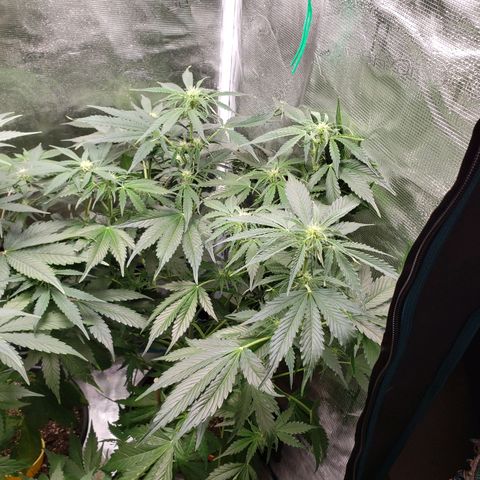 Tangerine Dream growlog timeline photo