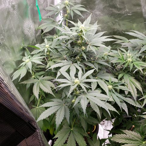 Banana Kush growlog timeline photo