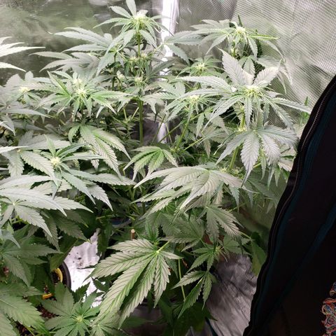 Tangerine Dream growlog timeline photo