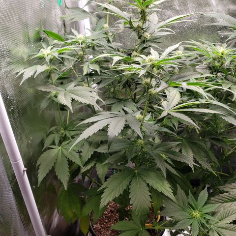 Banana Kush growlog timeline photo