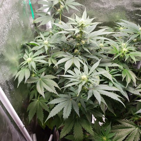 Banana Kush growlog timeline photo