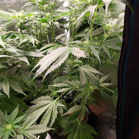 Tangerine Dream growlog timeline photo