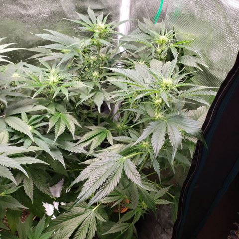 Tangerine Dream growlog timeline photo