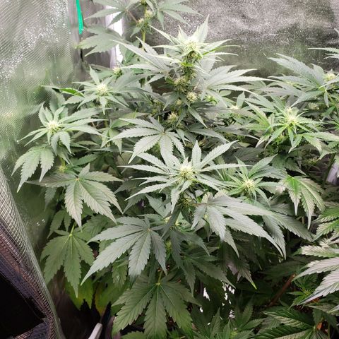 Banana Kush growlog timeline photo
