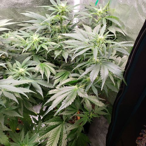 Tangerine Dream growlog timeline photo