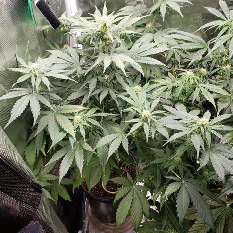 Banana Kush growlog timeline photo