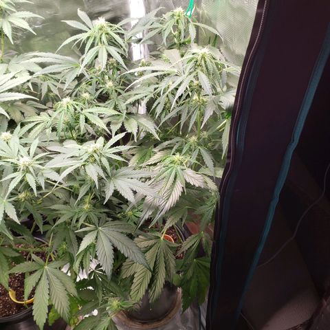 Tangerine Dream growlog timeline photo