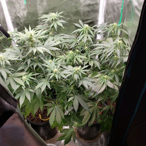 Tangerine Dream growlog timeline photo