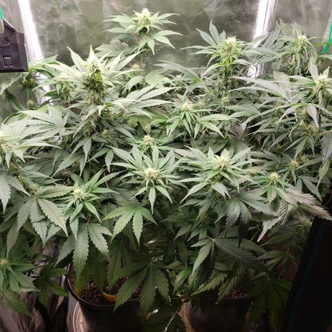 Banana Kush growlog timeline photo