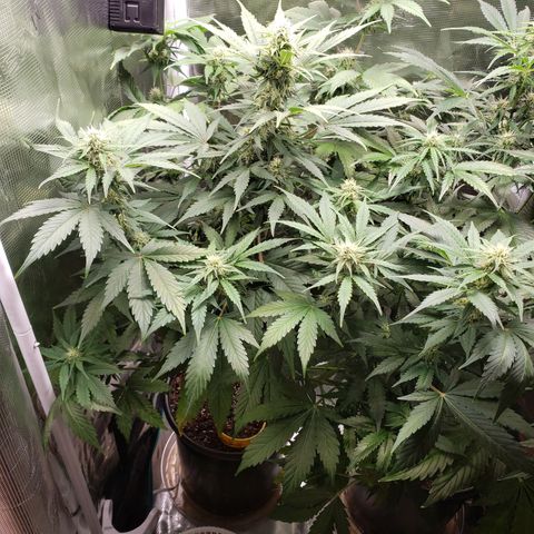 Banana Kush growlog timeline photo