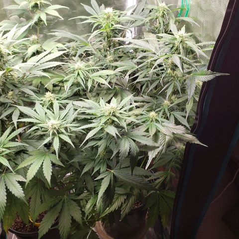 Tangerine Dream growlog timeline photo