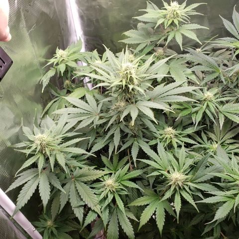 Banana Kush growlog timeline photo