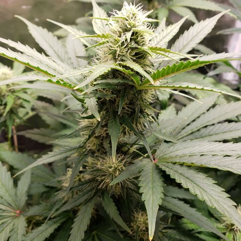 Banana Kush growlog timeline photo