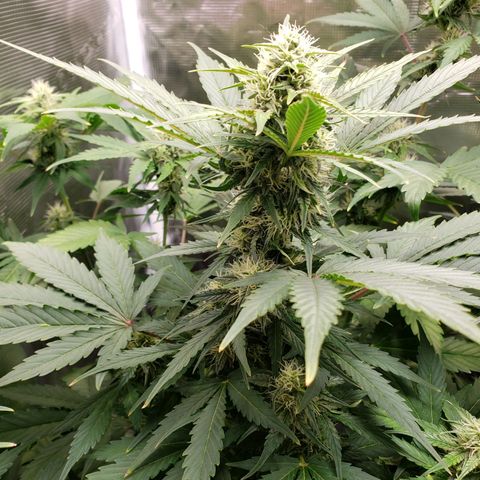 Banana Kush growlog timeline photo