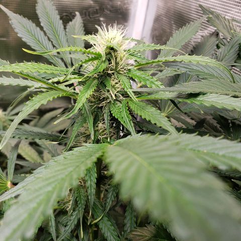 Tangerine Dream growlog timeline photo