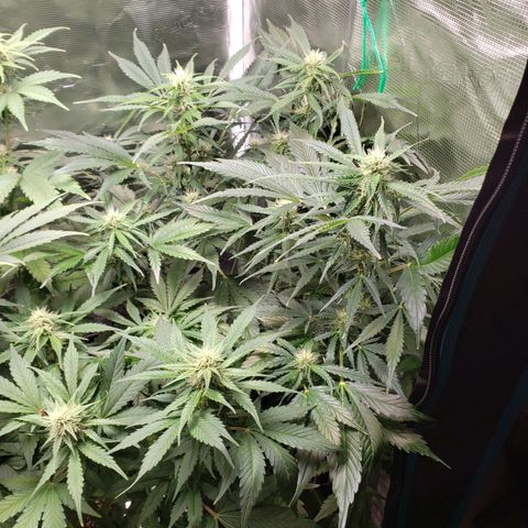 Tangerine Dream growlog timeline photo