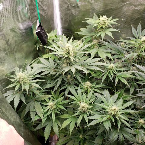 Banana Kush growlog timeline photo